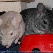 Photo de Chinchilla