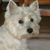 Photo de West highland white terrier