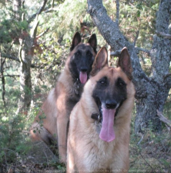 Photo de Berger belge malinois