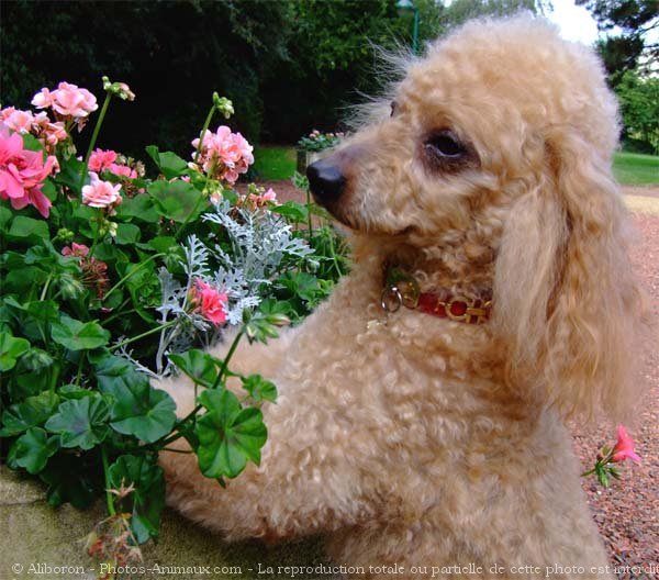 Photo de Caniche moyen