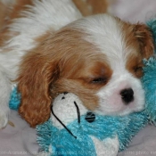 Photo de Cavalier king charles spaniel