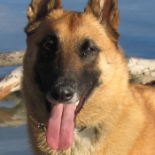 Photo de Berger belge malinois