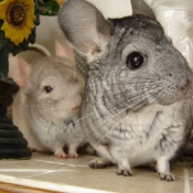 Photo de Chinchilla