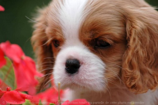 Photo de Cavalier king charles spaniel