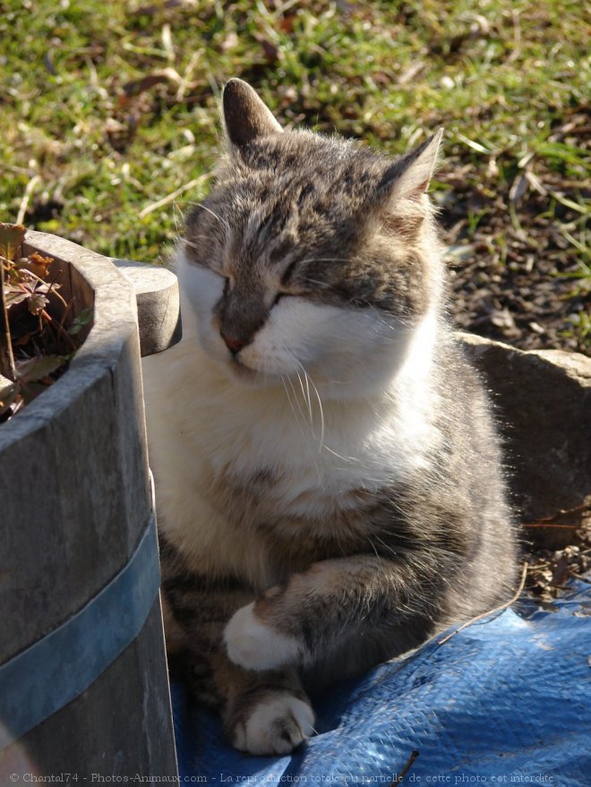 Photo de Chat domestique