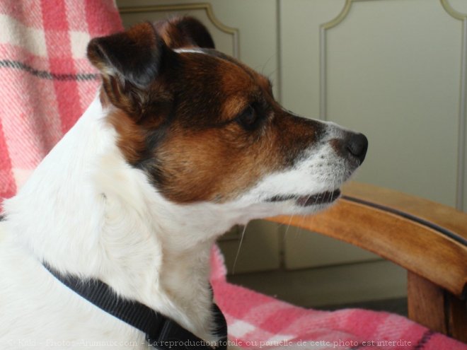 Photo de Jack russell terrier