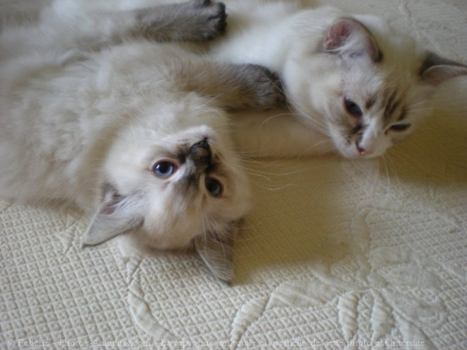 Photo de Ragdoll