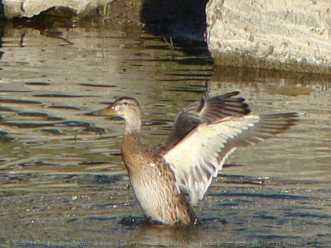 Photo de Canard