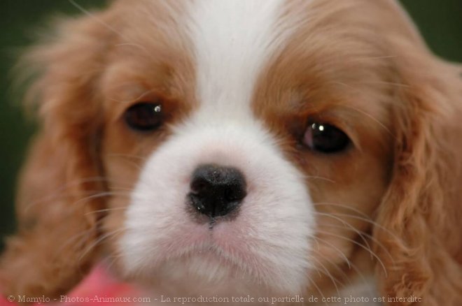 Photo de Cavalier king charles spaniel