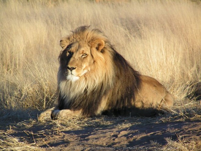 Photo de Lion