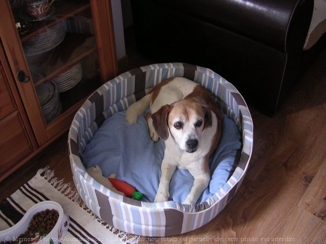 Photo de Beagle