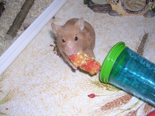 Photo de Hamster