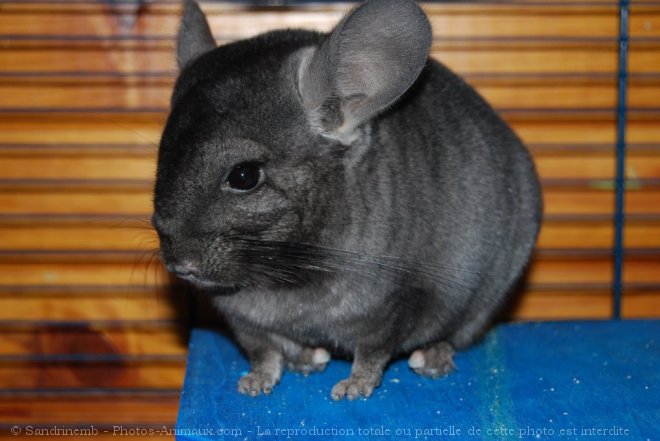 Photo de Chinchilla