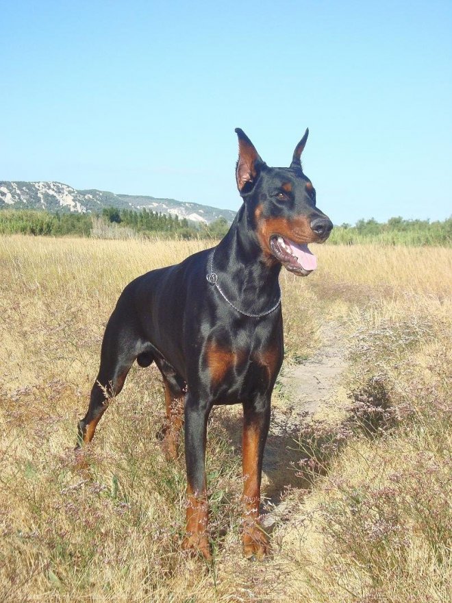 Photo de Dobermann