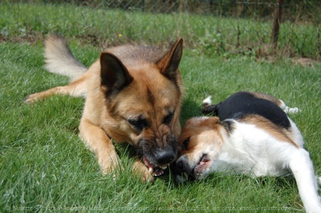 Photo de Berger allemand  poil court