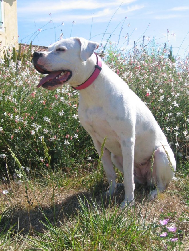 Photo de Dogue argentin