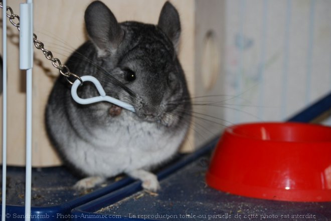 Photo de Chinchilla