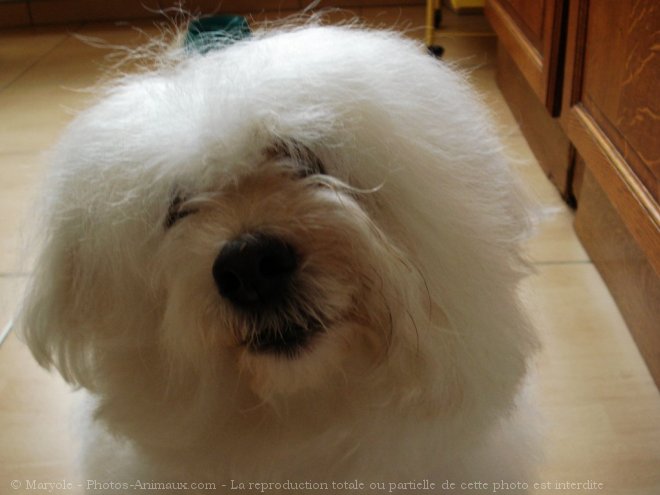 Photo de Coton de tulear