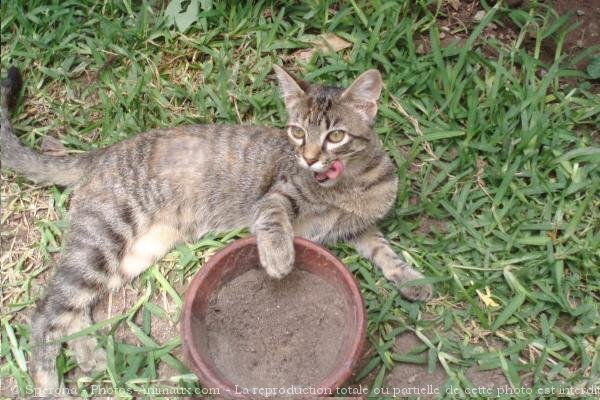 Photo de Chat domestique