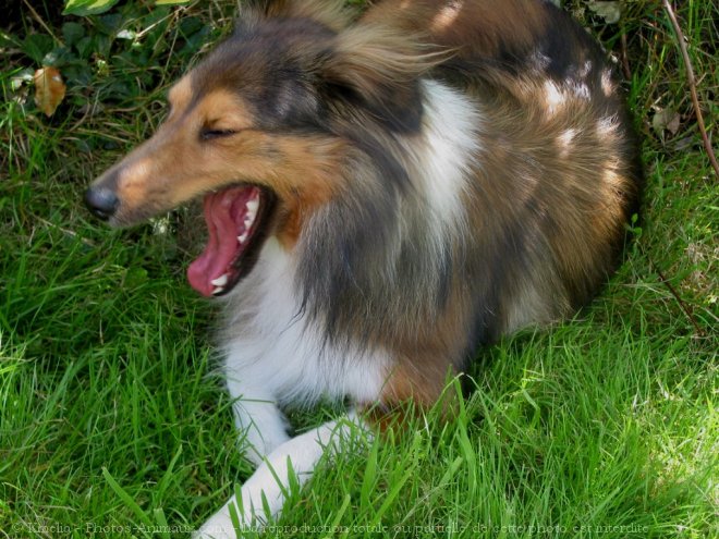 Photo de Chien de berger des shetland