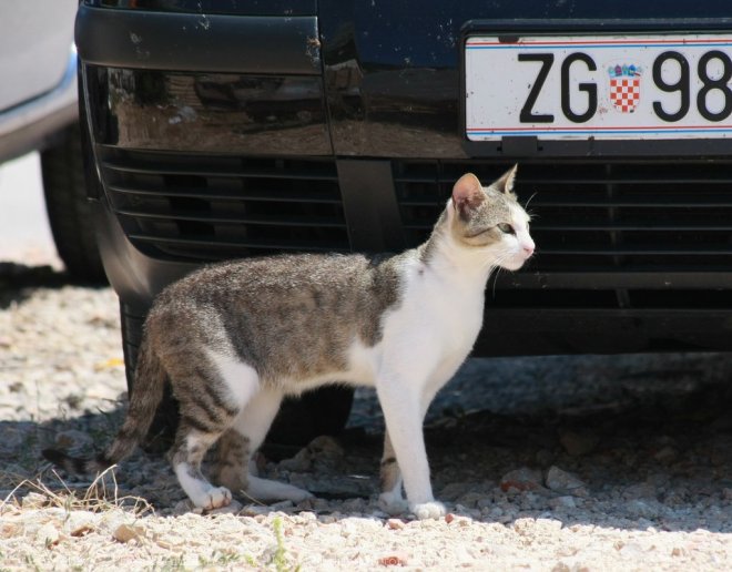 Photo de Chat domestique