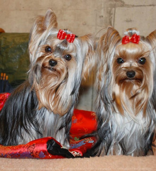 Photo de Yorkshire terrier