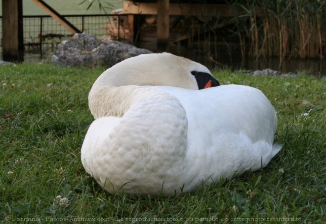 Photo de Cygne