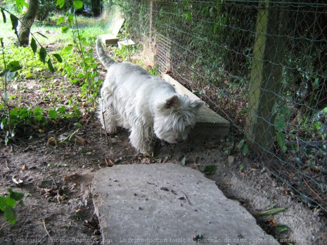 Photo de West highland white terrier