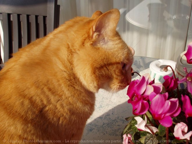 Photo de Chat domestique