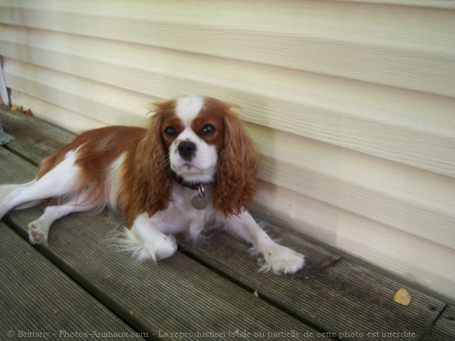 Photo de Cavalier king charles spaniel