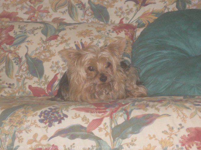 Photo de Yorkshire terrier