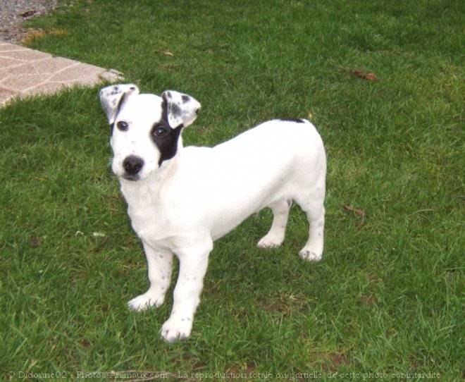 Photo de Jack russell terrier