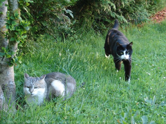 Photo de Chat domestique