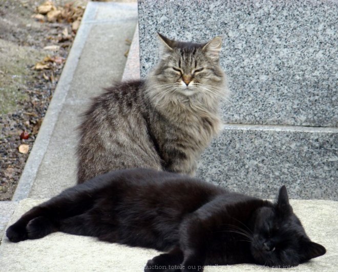 Photo de Chat domestique