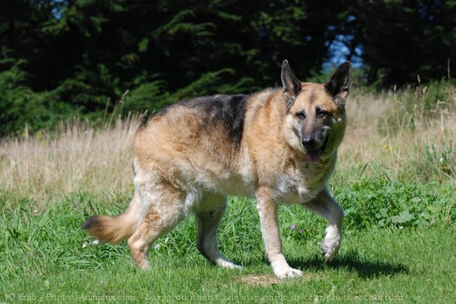 Photo de Berger allemand  poil court