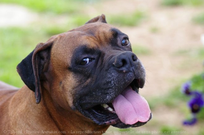 Photo de Boxer