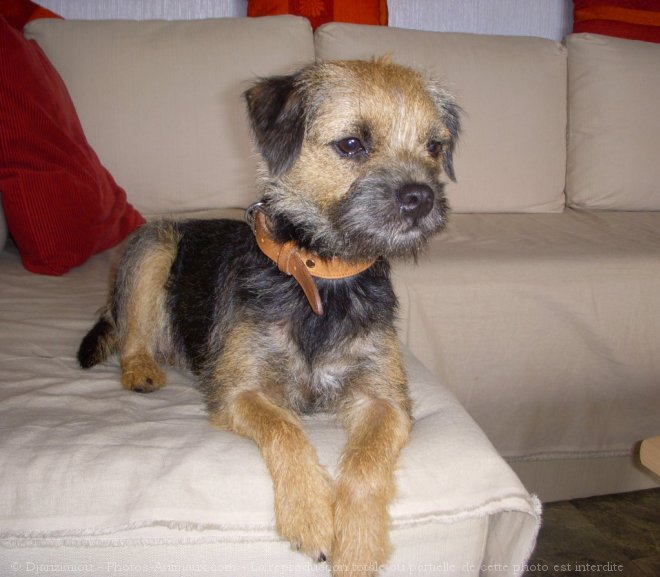 Photo de Border terrier