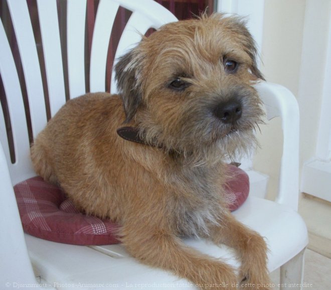 Photo de Border terrier