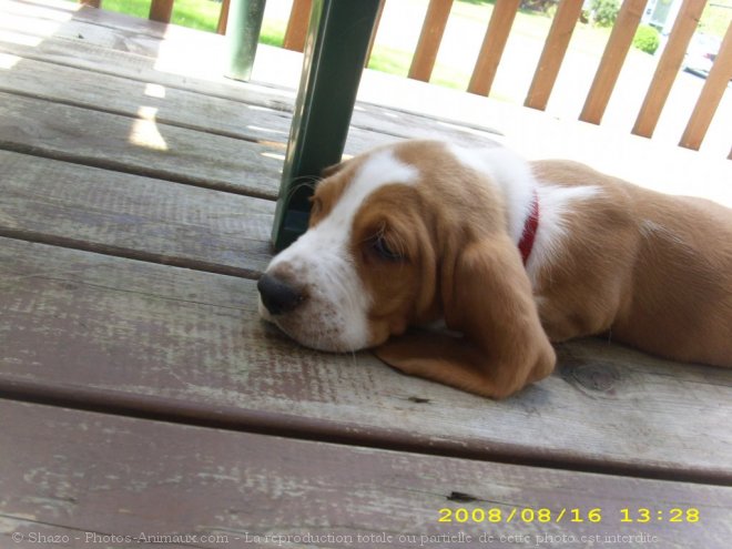 Photo de Basset hound