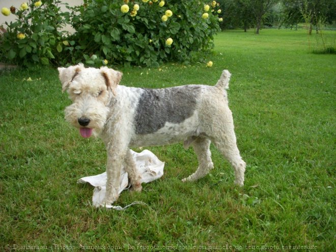 Photo de Fox terrier  poil dur