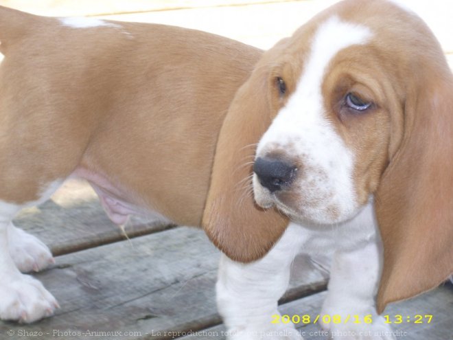 Photo de Basset hound