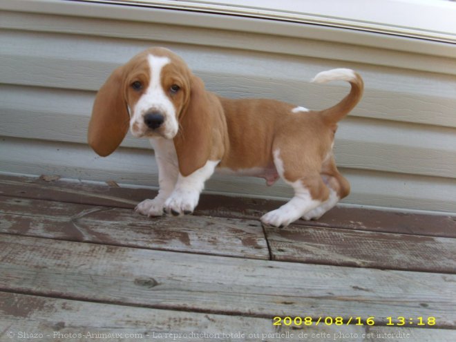 Photo de Basset hound