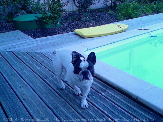 Photo de Bouledogue franais