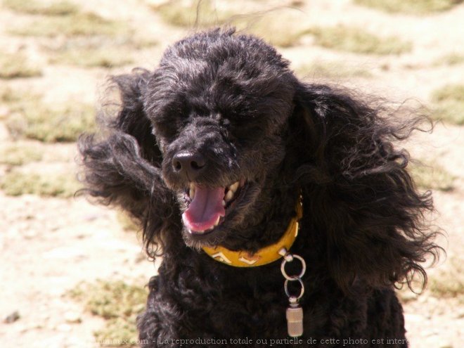 Photo de Caniche moyen