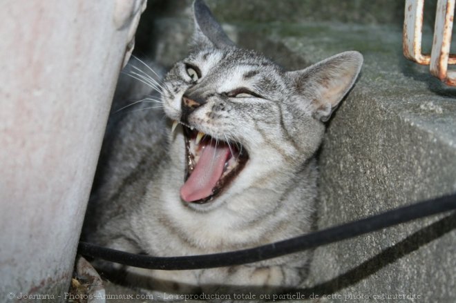 Photo de Chat domestique