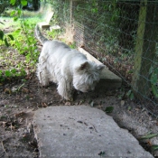 Photo de West highland white terrier