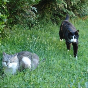 Photo de Chat domestique