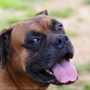 Photo de Boxer