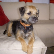 Photo de Border terrier