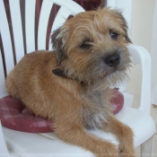 Photo de Border terrier